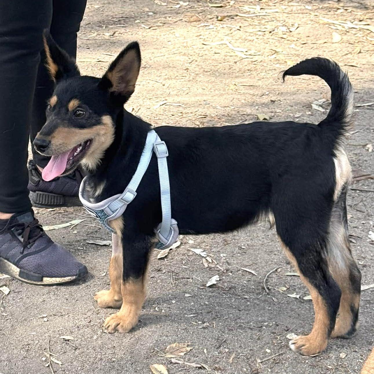 Enlarge COSMO 19 lbs 4 months , a Adoptable mixed breed in Aliso Viejo, CA image 2/6