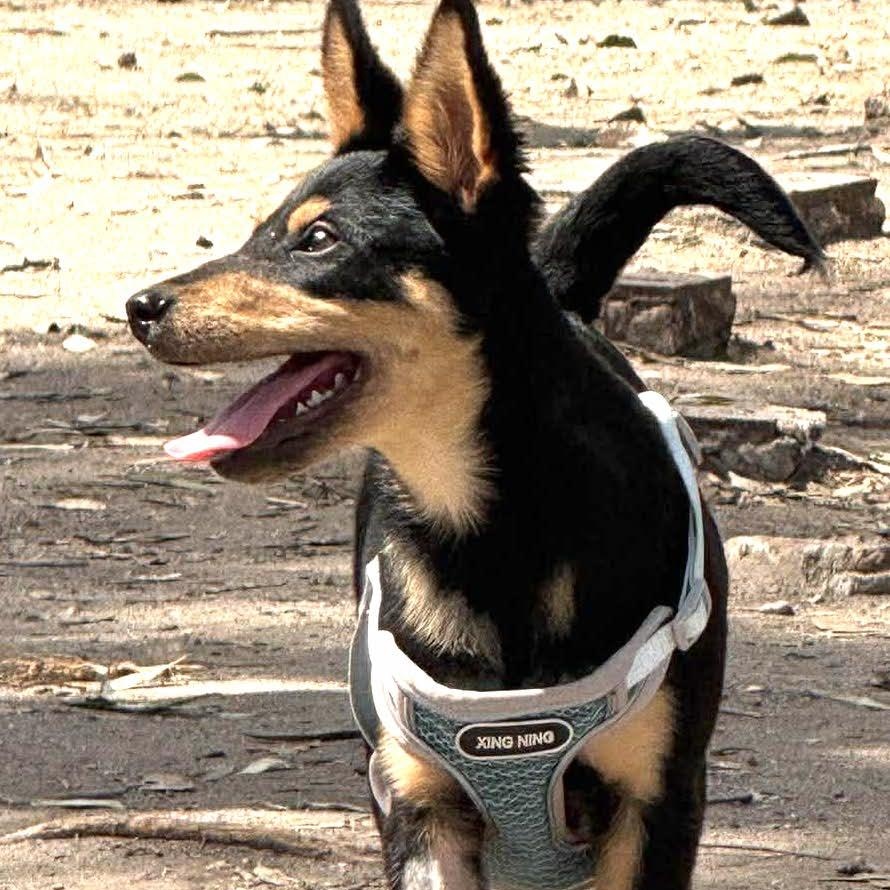 Enlarge COSMO 19 lbs 4 months , a Adoptable mixed breed in Aliso Viejo, CA image 3/6