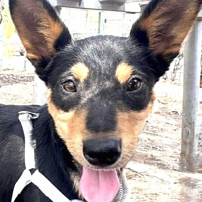COSMO 19 lbs 4 months , Adoptable, Puppy Male Lancashire Heeler.