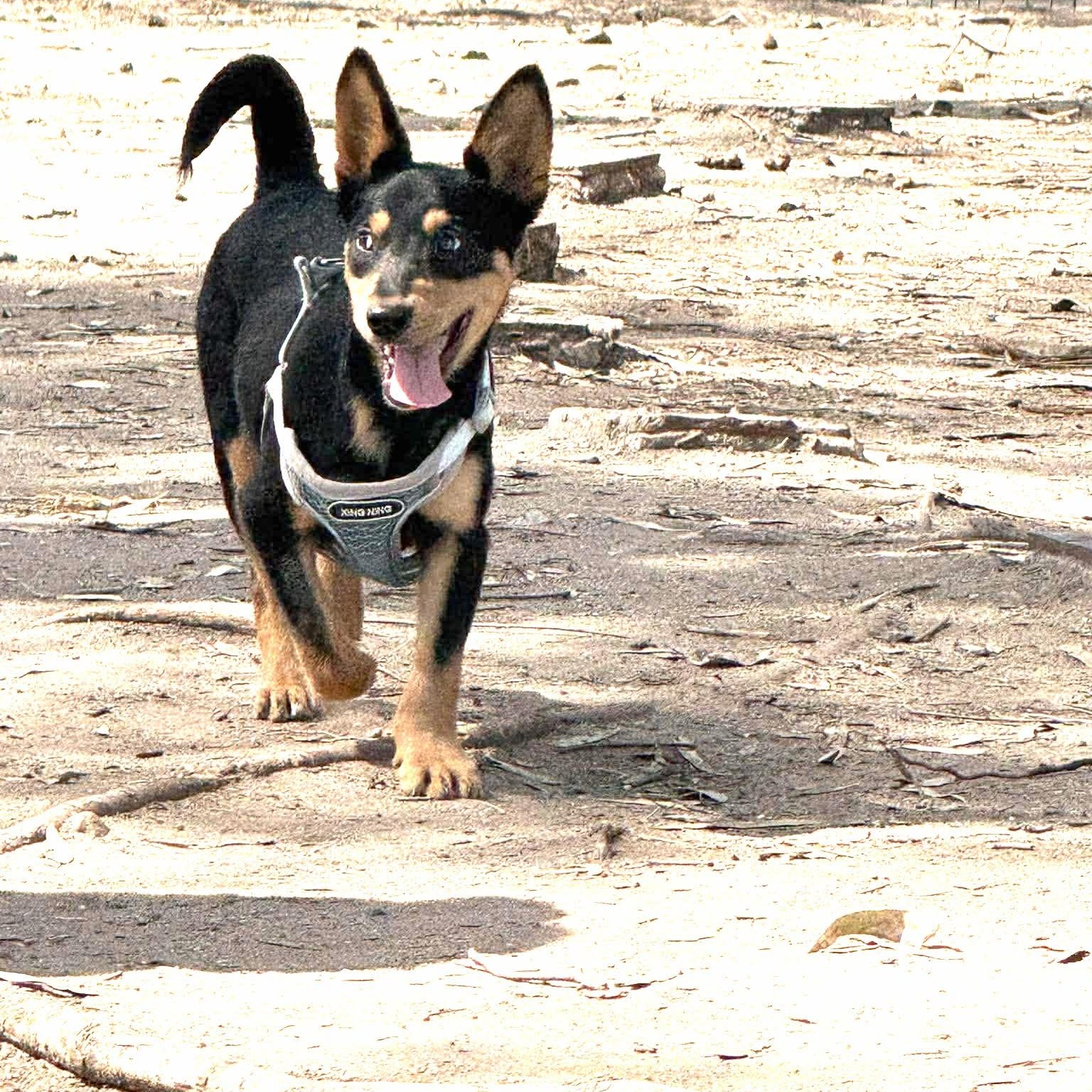 Enlarge COSMO 19 lbs 4 months , a Adoptable mixed breed in Aliso Viejo, CA image 5/6