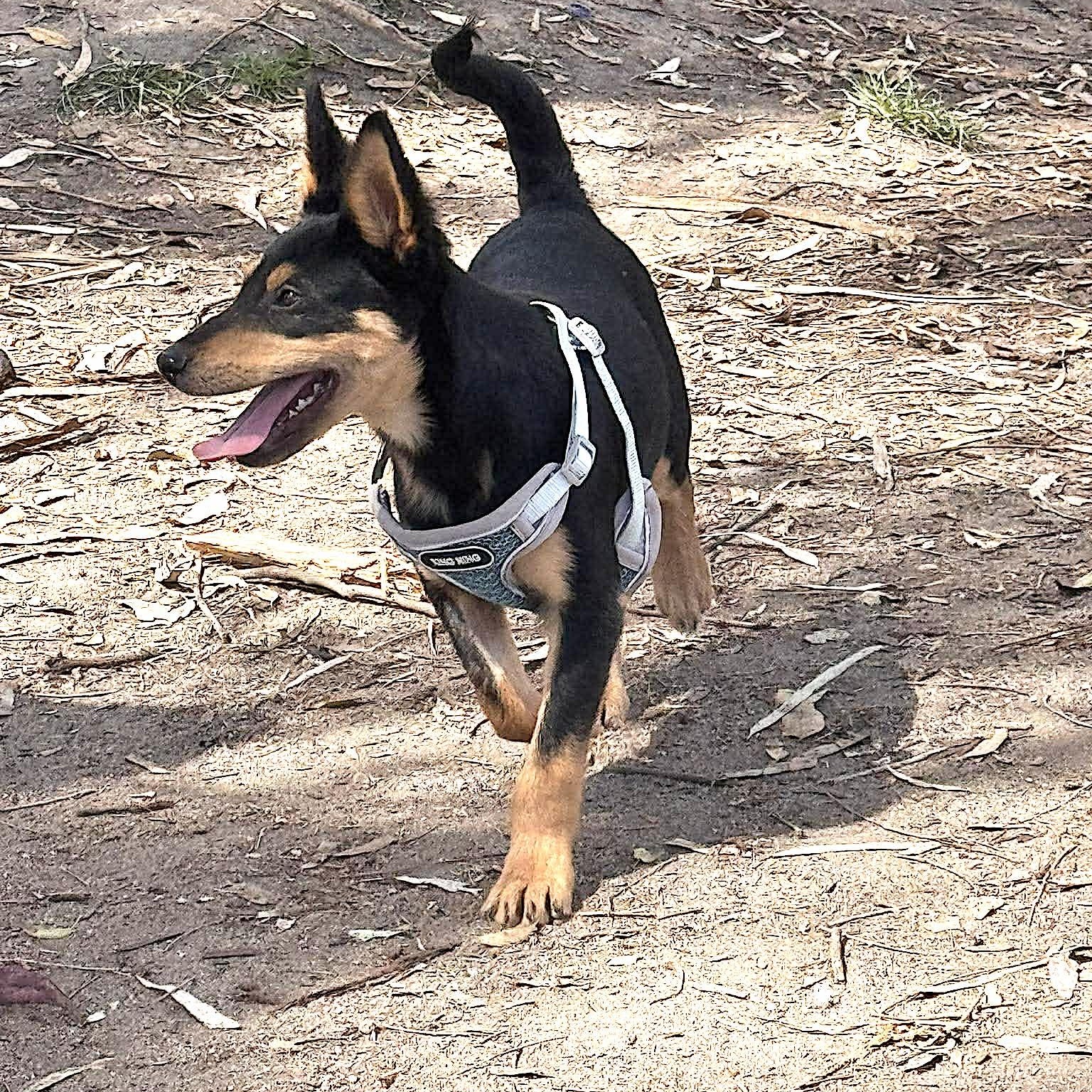 Enlarge COSMO 19 lbs 4 months , a Adoptable mixed breed in Aliso Viejo, CA image 6/6