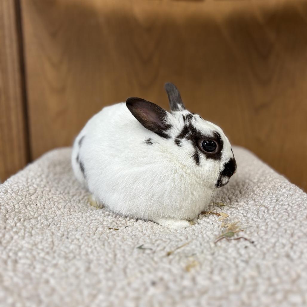 Babbitty--In Foster***ADOPTION PENDING***, a Adoptable American in Fargo, ND image 2/2