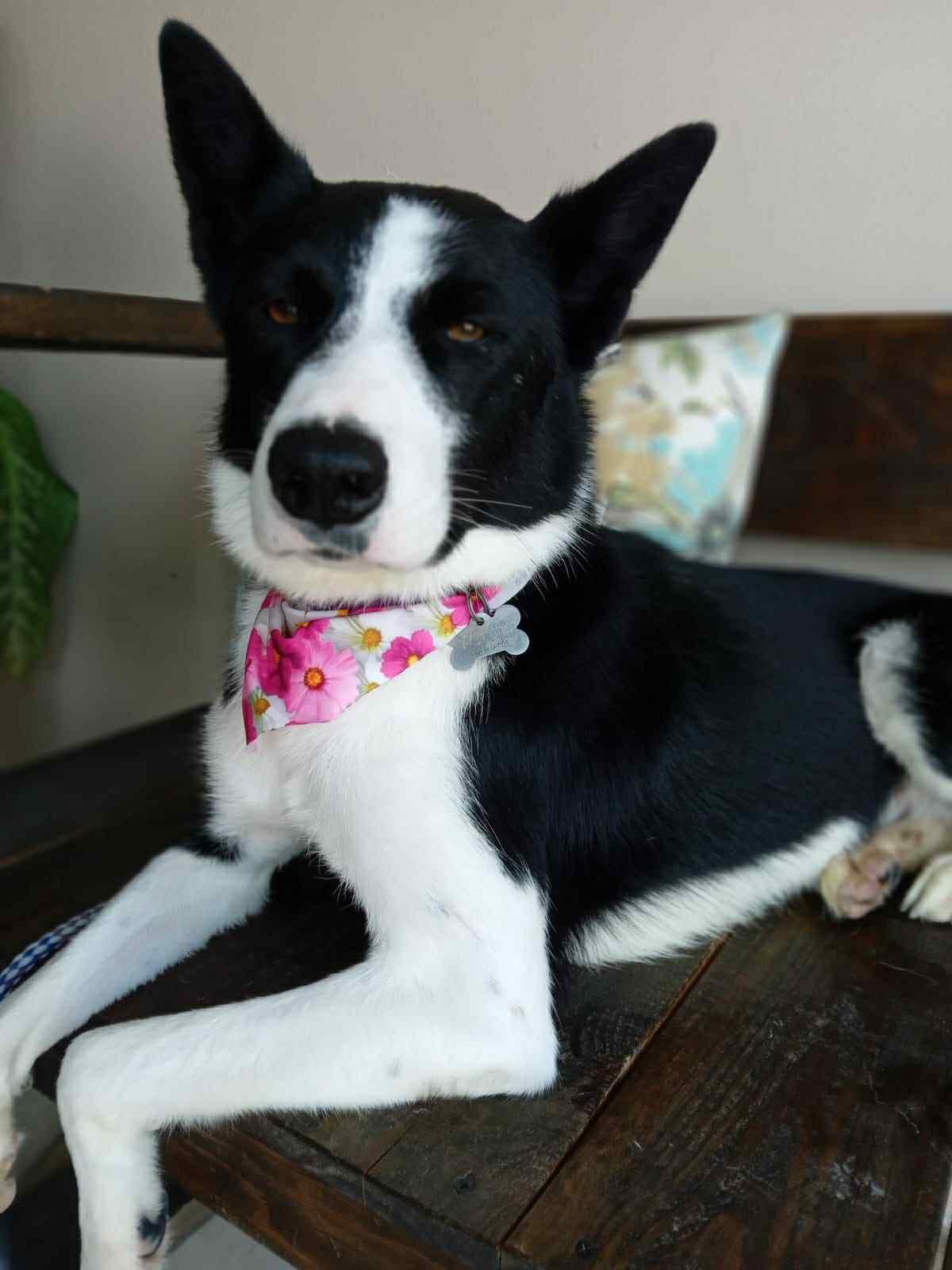 Mochi, Adoptable, Adult Female Border Collie.