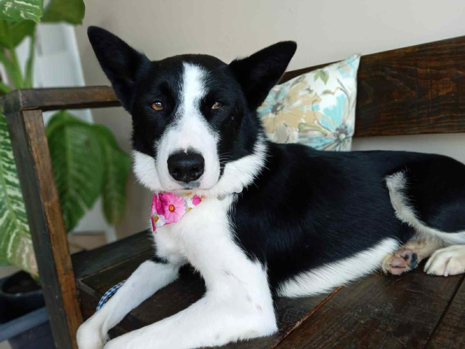 Enlarge Mochi, a Adoptable Border Collie in San DIego, CA image 2/3