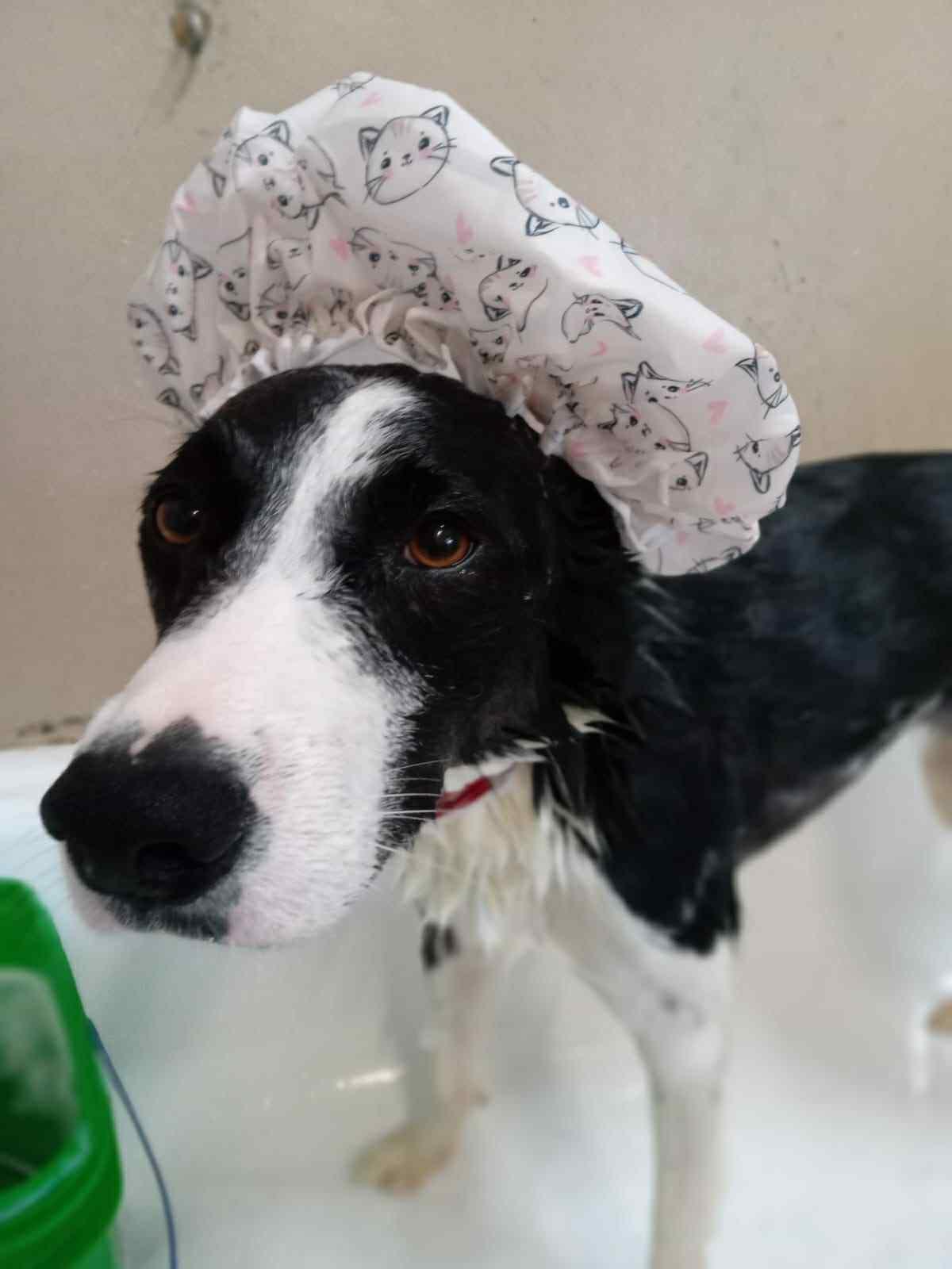 Enlarge Mochi, a Adoptable Border Collie in San DIego, CA image 3/3