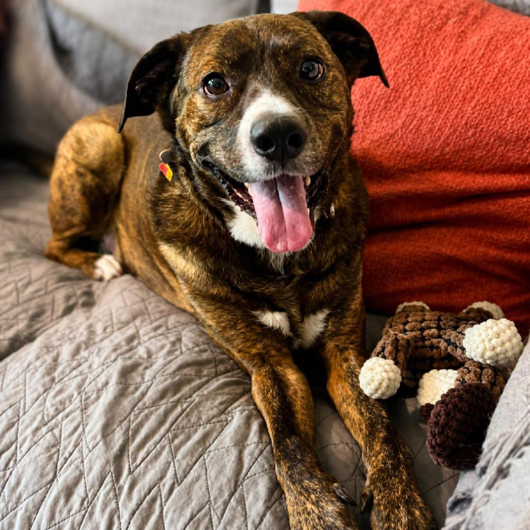 Enlarge Jackson *FOSTER NEEDED TOO!, a Adoptable mixed breed in Decatur, GA image 1/3