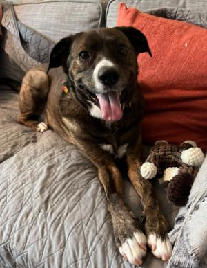 Enlarge Jackson *FOSTER NEEDED TOO!, a Adoptable mixed breed in Decatur, GA image 2/3