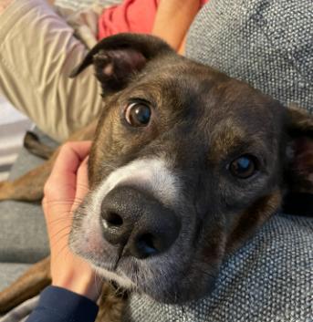 Enlarge Jackson *FOSTER NEEDED TOO!, a Adoptable mixed breed in Decatur, GA image 3/3