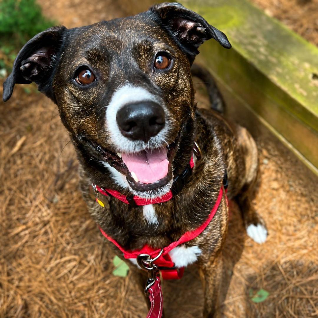 Enlarge Jackson *FOSTER NEEDED TOO!, a Adoptable mixed breed in Decatur, GA image 2/3