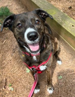 Enlarge Jackson *FOSTER NEEDED TOO!, a Adoptable mixed breed in Decatur, GA image 2/3