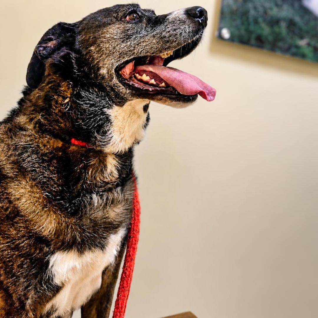 Enlarge Jackson *FOSTER NEEDED TOO!, a Adoptable mixed breed in Decatur, GA image 3/3