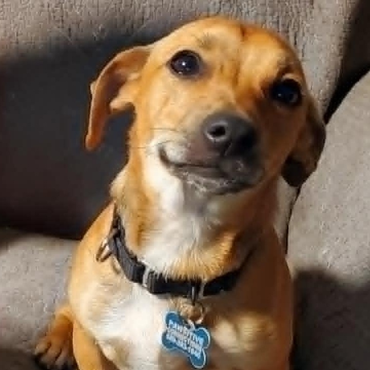 Milo 14.5 lbs, a ADOPTABLE mixed breed in Kingsburg, CA image 2/6