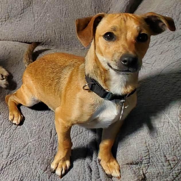 Milo 14.5 lbs, ADOPTABLE, Puppy Male Dachshund & Chihuahua.