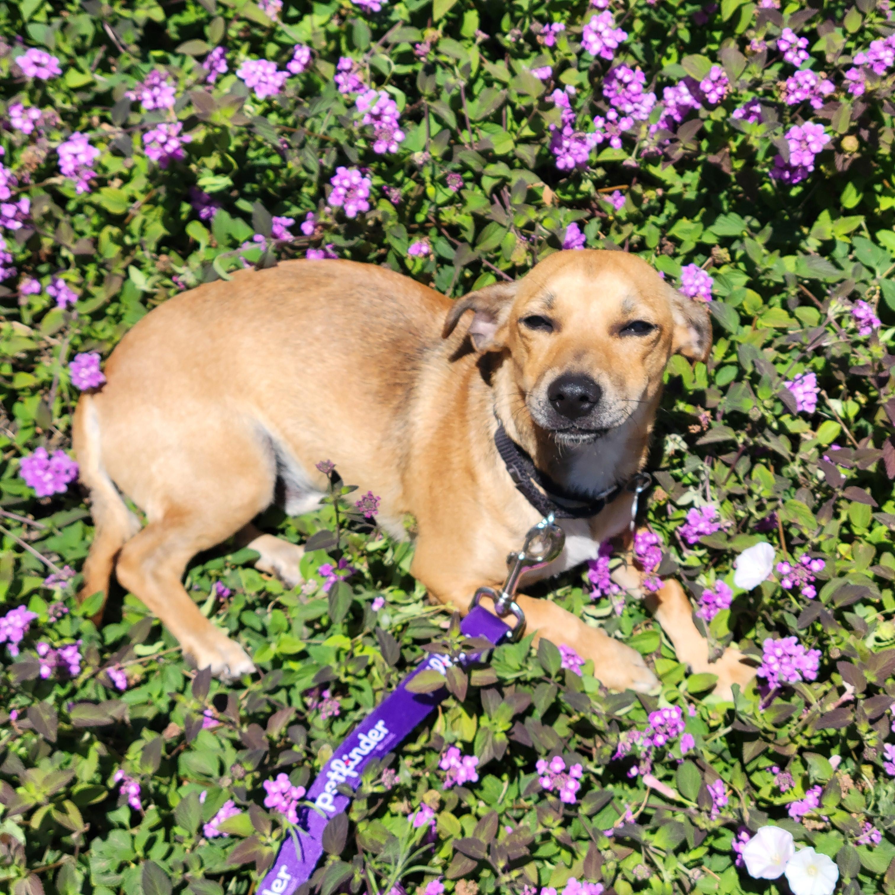 Milo 14.5 lbs, a ADOPTABLE mixed breed in Kingsburg, CA image 4/6