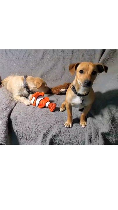 Enlarge Milo 14.5 lbs, a ADOPTABLE mixed breed in Kingsburg, CA video 6/6