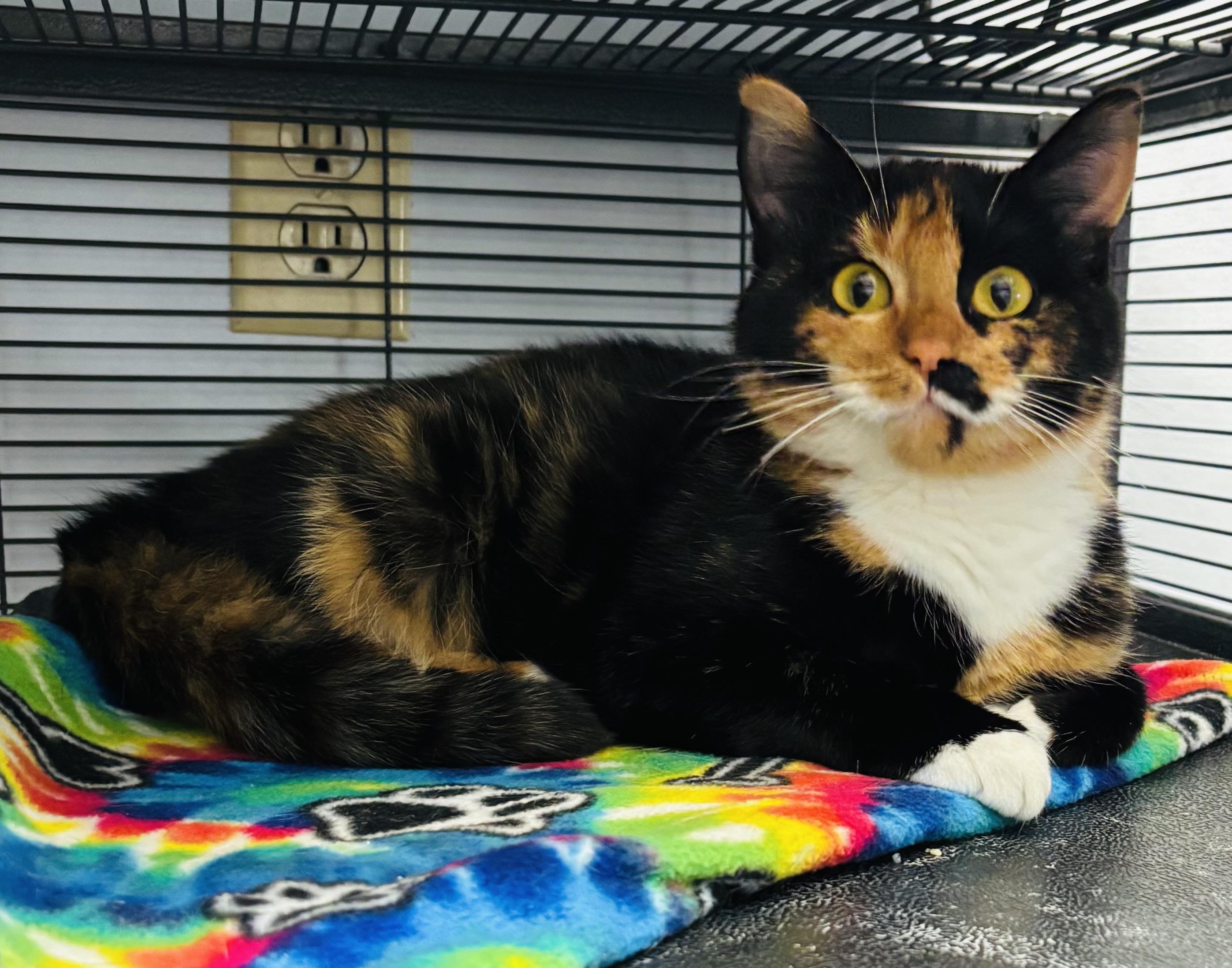 Cirsi, adopted, Young Female Domestic Short Hair.