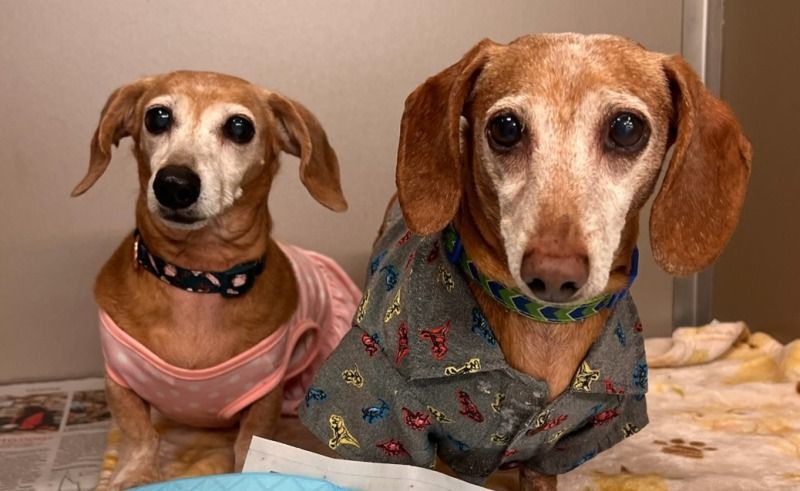 Enlarge Callil (VA), a Adoptable Dachshund image 1/1