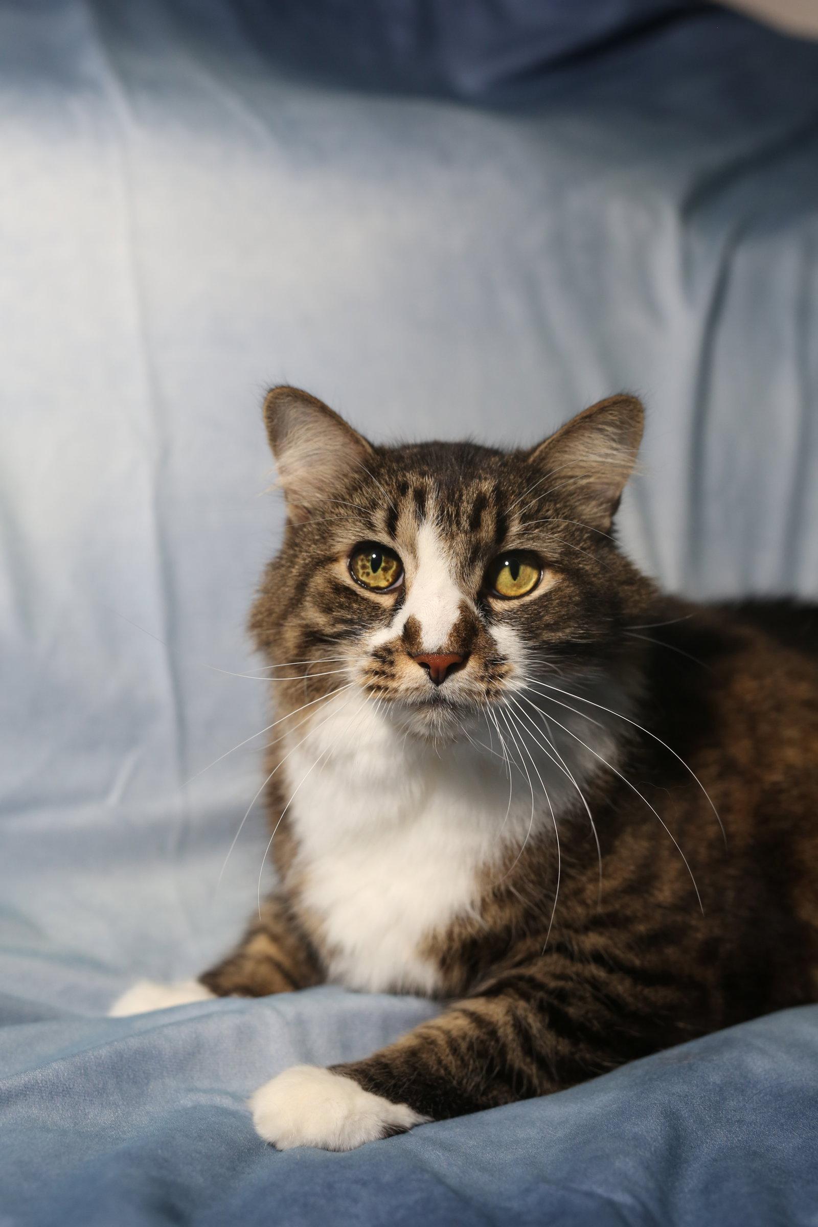 Enlarge Toad, a Adopted Domestic Medium Hair in New Prague, MN image 1/1