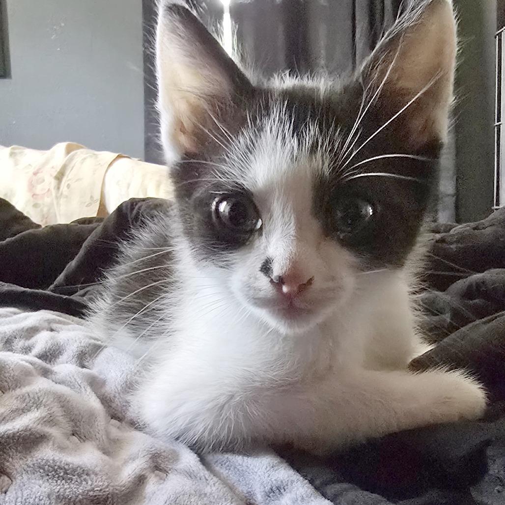 Zoro, Adoptable, Kitten Male Domestic Short Hair.