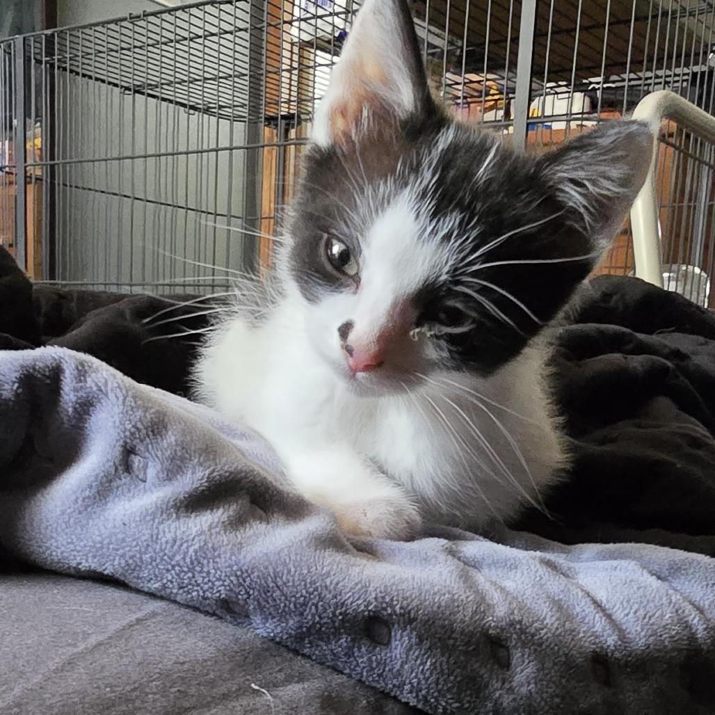 Zoro, a Adoptable Domestic Short Hair in Wichita, KS image 2/4