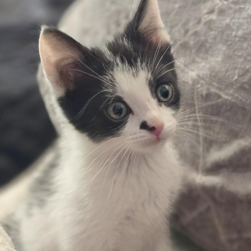 Zoro, a Adoptable Domestic Short Hair in Wichita, KS image 3/4
