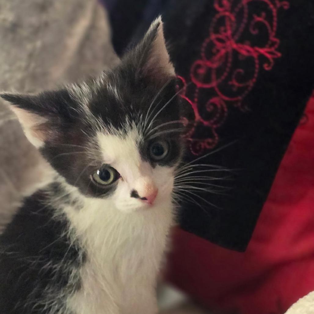 Zoro, a Adoptable Domestic Short Hair in Wichita, KS image 4/4