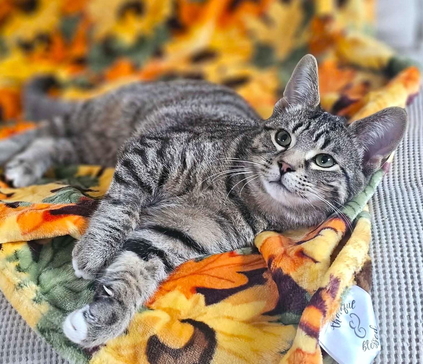 Sunny, ADOPTABLE, Kitten Male Domestic Short Hair & Tabby.