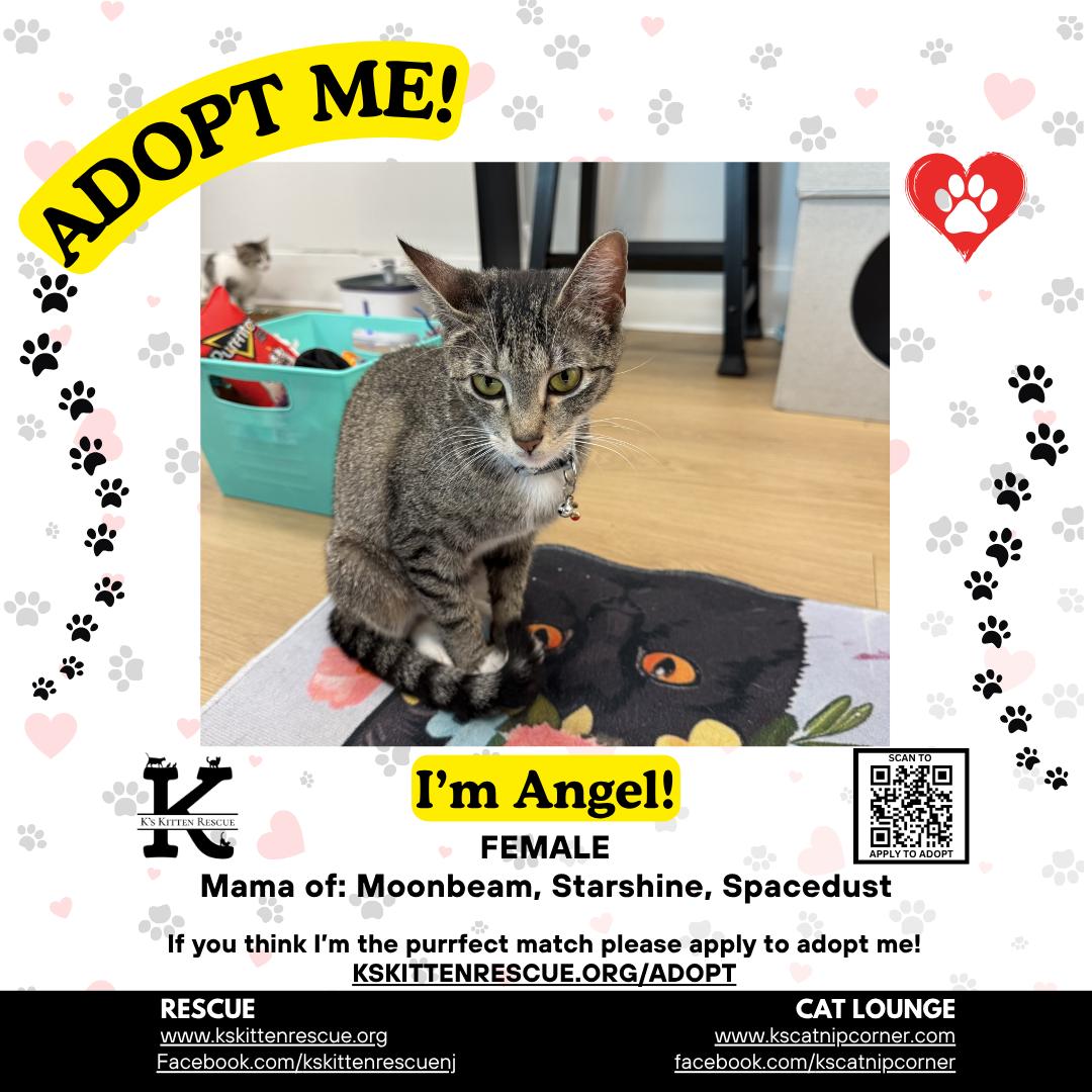Angel, Adoptable, Adult Female Domestic Short Hair.