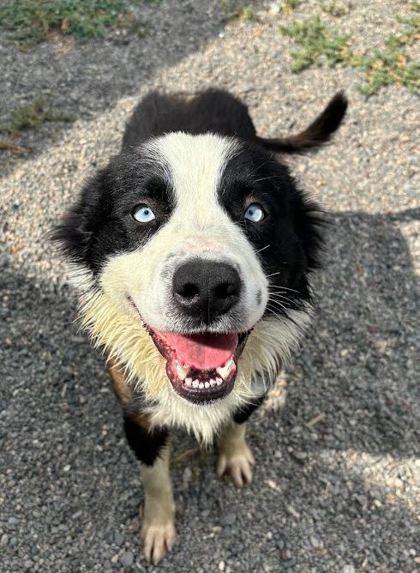 Dax, an adoptable Border Collie in Redmond, OR, 97756 | Photo Image 1