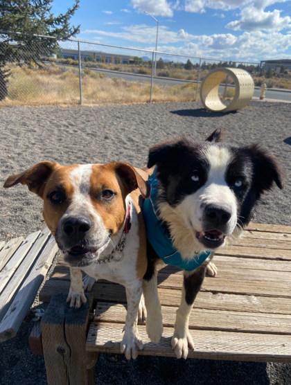 Dax, an adoptable Border Collie in Redmond, OR, 97756 | Photo Image 2
