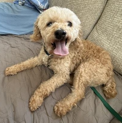 Gibney, a ADOPTABLE Miniature Poodle in Hartland, WI image 1/6