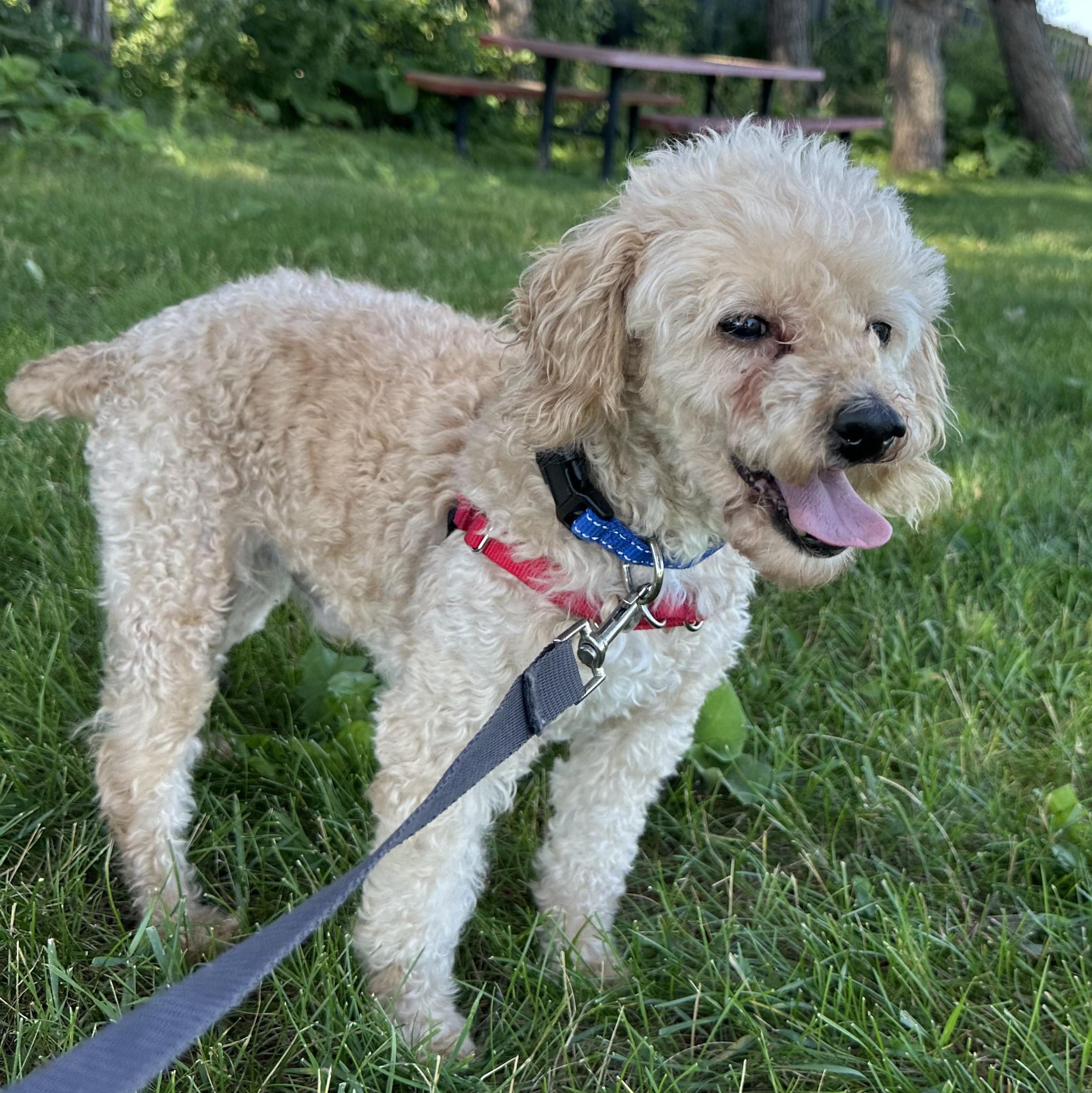 Gibney, a ADOPTABLE Miniature Poodle in Hartland, WI image 5/6