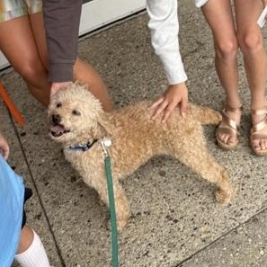 Gibney, a ADOPTABLE Miniature Poodle in Hartland, WI image 3/6