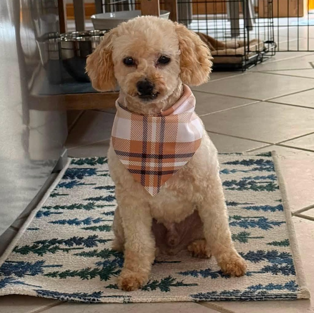 Enlarge Gibney - Home Visit in Process, a ADOPTABLE Miniature Poodle in Hartland, WI image 2/6