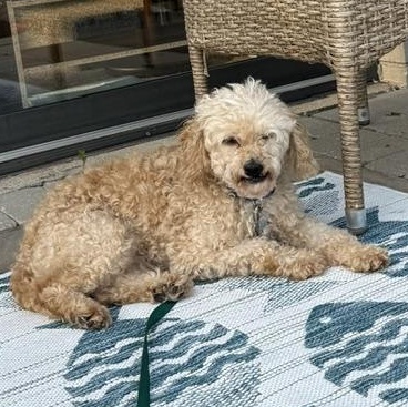 Gibney, a ADOPTABLE Miniature Poodle in Hartland, WI image 2/6