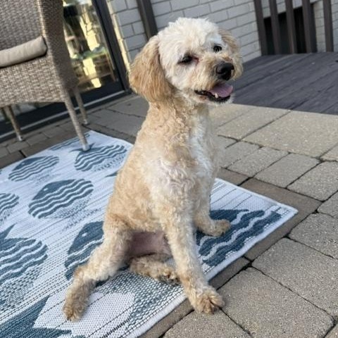 Enlarge Gibney - Home Visit in Process, a ADOPTABLE Miniature Poodle in Hartland, WI image 4/6