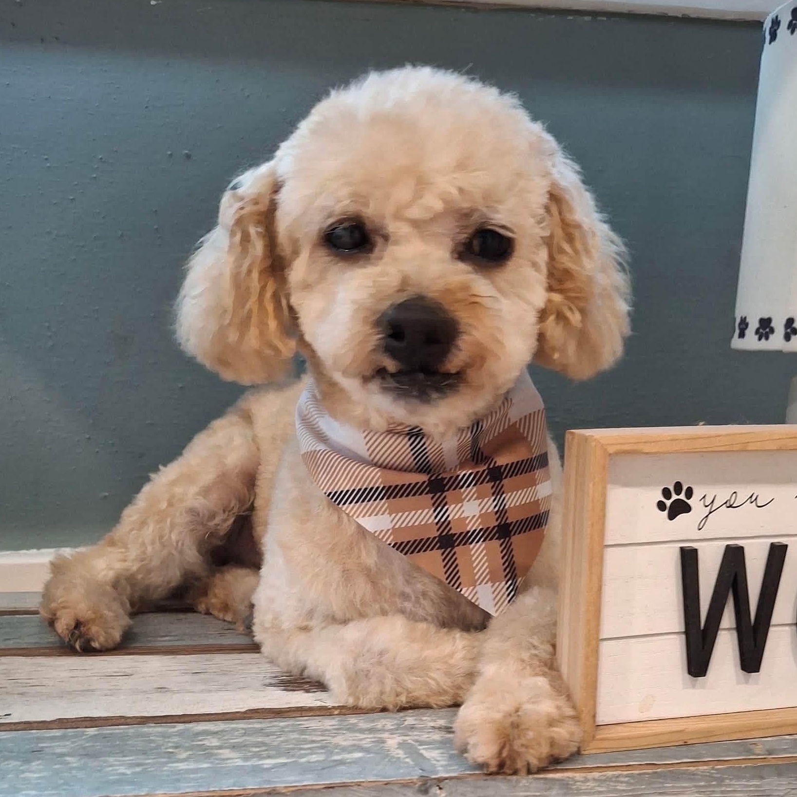 Gibney - Home Visit in Process, ADOPTABLE, Adult Male Miniature Poodle.