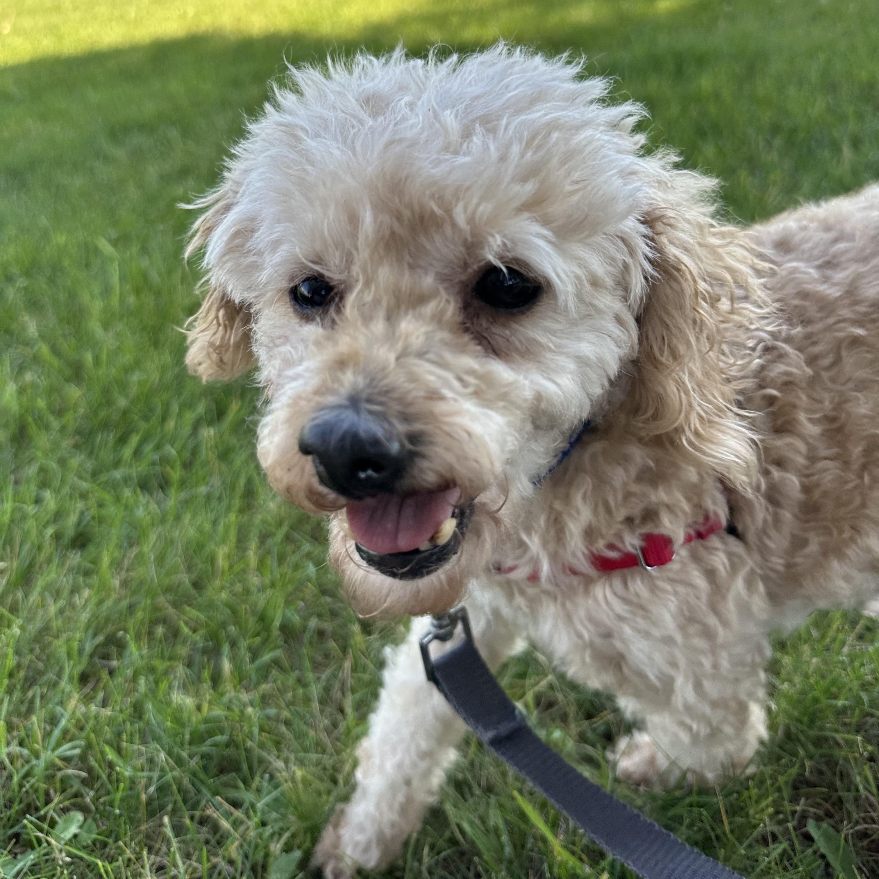 Gibney, a ADOPTABLE Miniature Poodle in Hartland, WI image 4/6