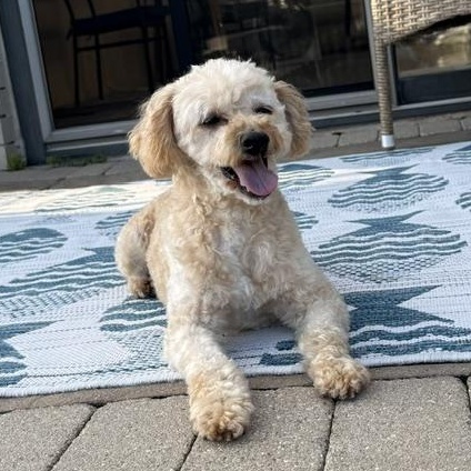 Enlarge Gibney - Home Visit in Process, a ADOPTABLE Miniature Poodle in Hartland, WI image 3/6