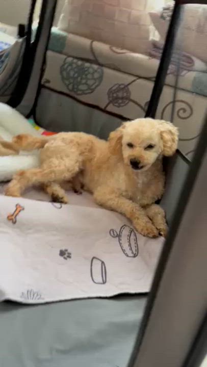 Enlarge Gibney - Home Visit in Process, a ADOPTABLE Miniature Poodle in Hartland, WI video 6/6