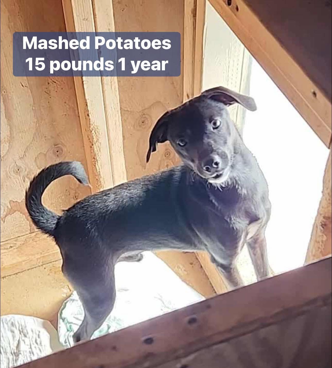 Mashed Potatoe, Adoptable, Young Male Miniature Pinscher.