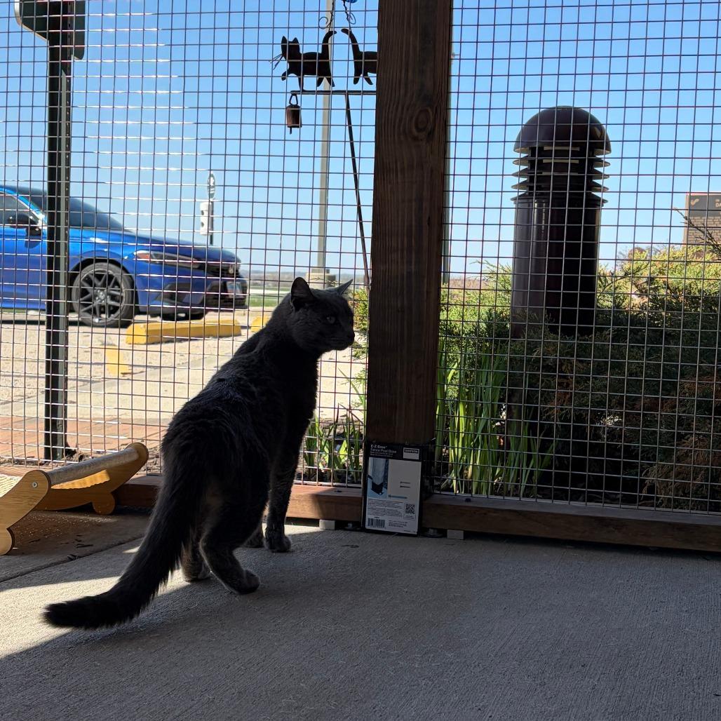 Nimbus, Adoptable, Adult Female Domestic Short Hair.