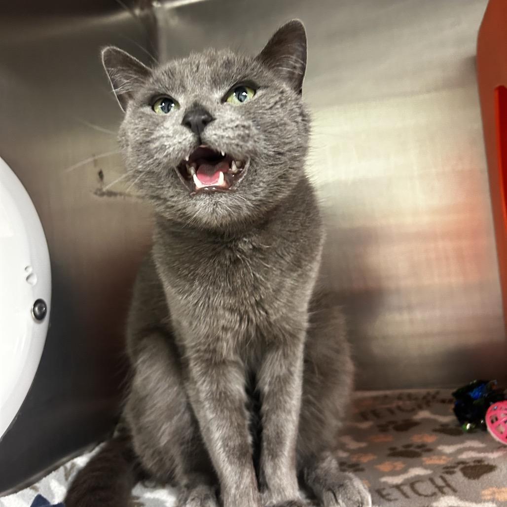 Enlarge Nimbus, a Adoptable Domestic Short Hair in Waukesha, WI image 2/4