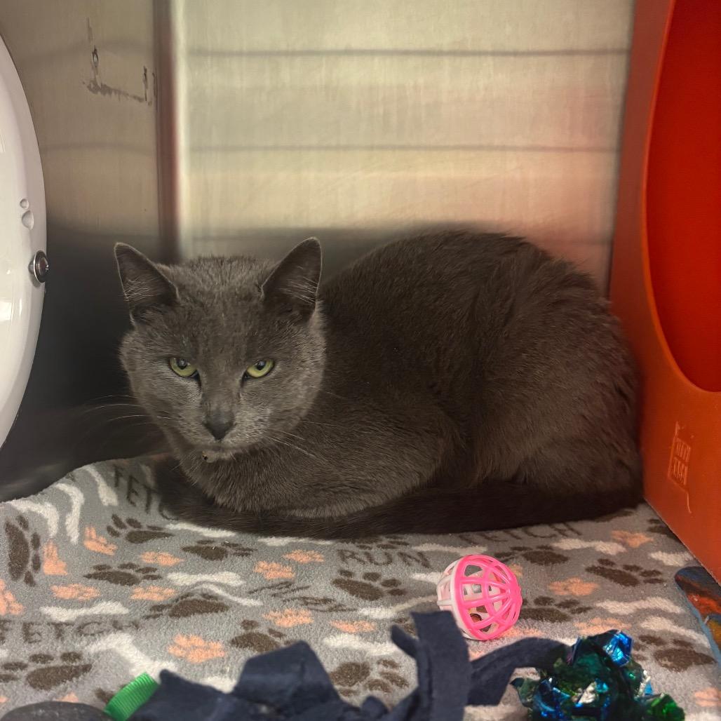 Enlarge Nimbus, a Adoptable Domestic Short Hair in Waukesha, WI image 3/4