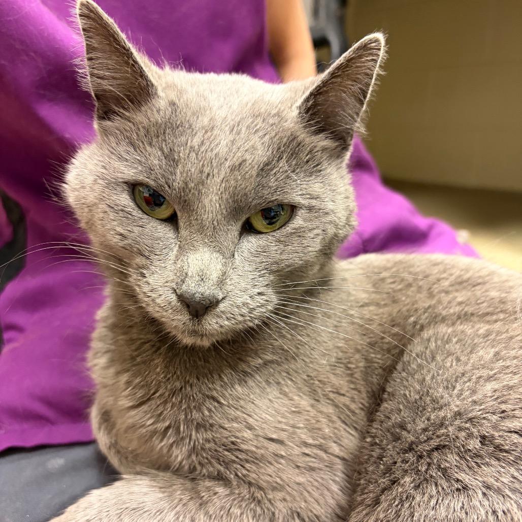 Enlarge Nimbus, a Adoptable Domestic Short Hair in Waukesha, WI image 4/4