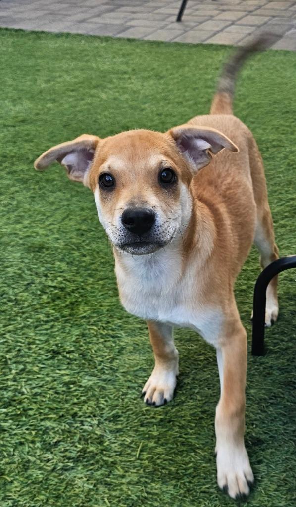 Enlarge Dylan, a Adoptable mixed breed in Mesa, AZ image 1/6