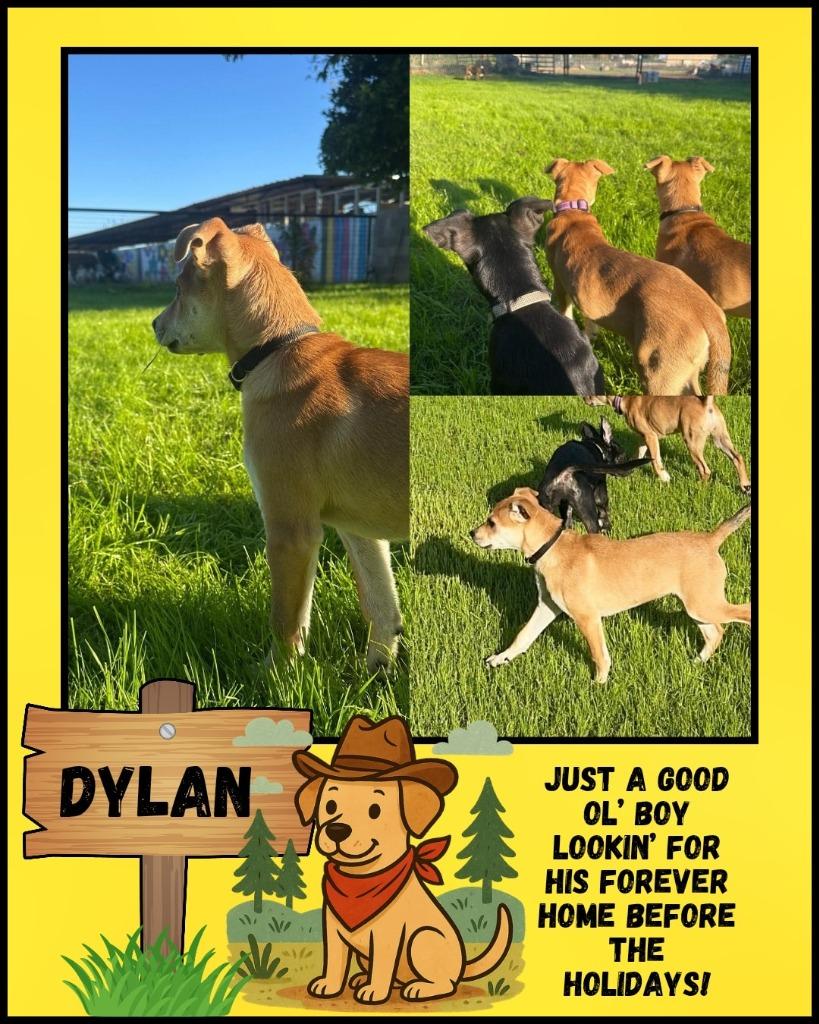 Enlarge Dylan, a Adoptable mixed breed in Mesa, AZ image 2/6
