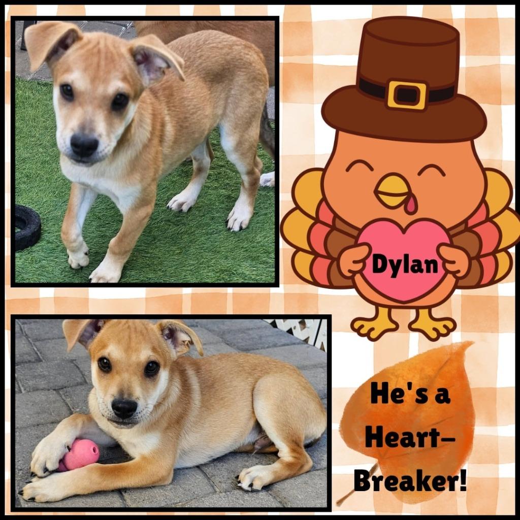 Enlarge Dylan, a Adoptable mixed breed in Mesa, AZ image 3/6