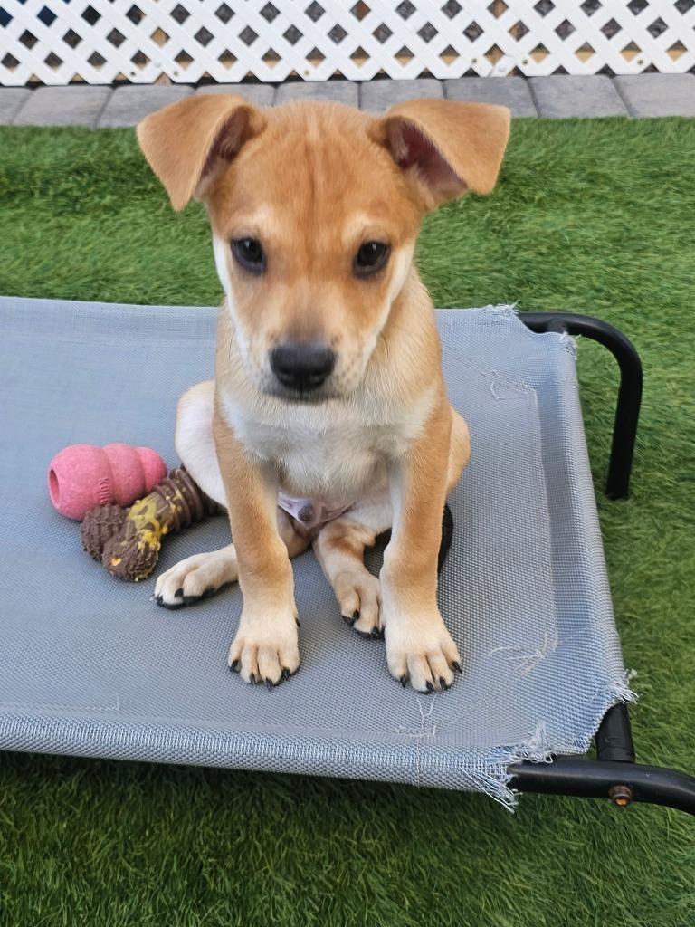 Enlarge Dylan, a Adoptable mixed breed in Mesa, AZ image 4/6