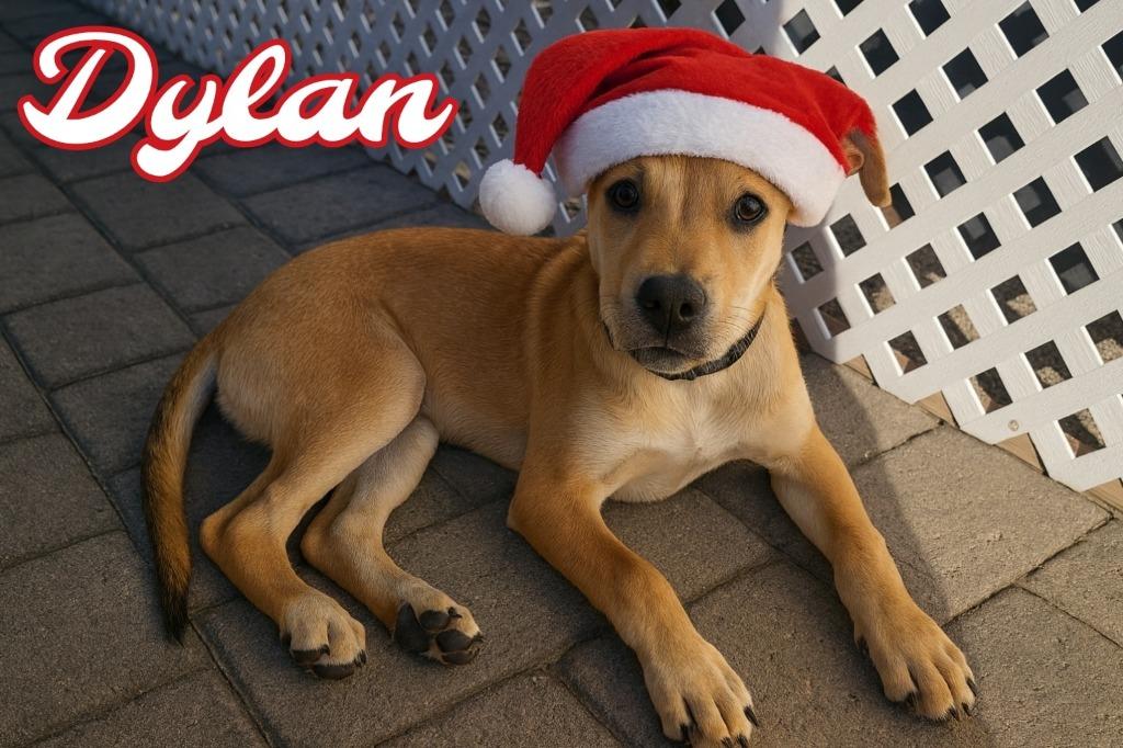 Enlarge Dylan, a Adoptable mixed breed in Mesa, AZ image 5/6
